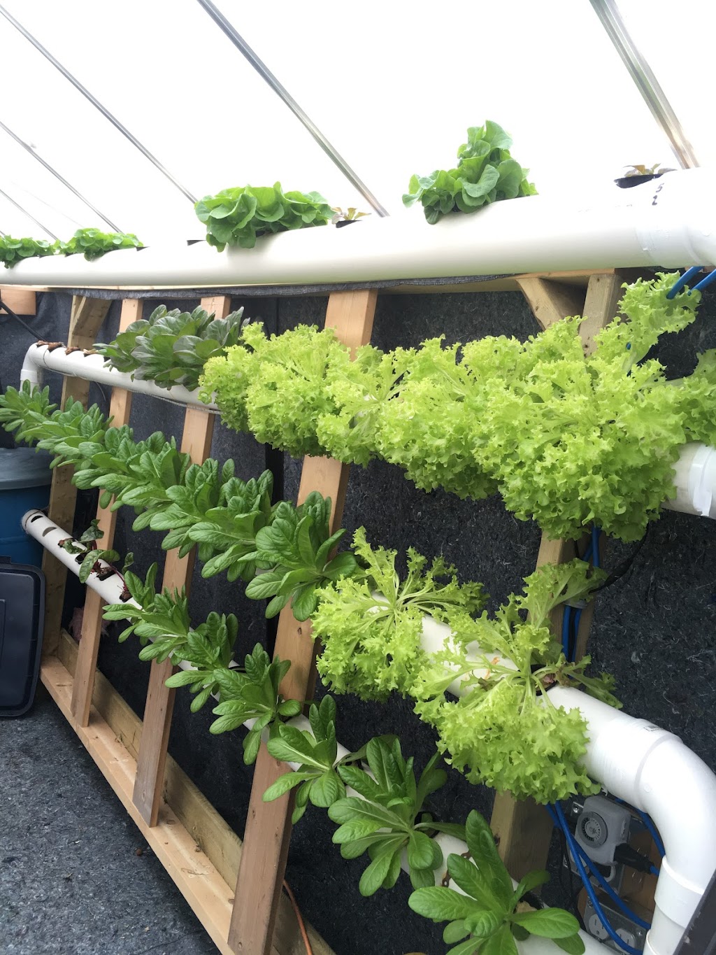 lil Green Urban Farm | 512 Thornhill Dr NW, Calgary, AB T2K 2R7, Canada | Phone: (403) 660-2103
