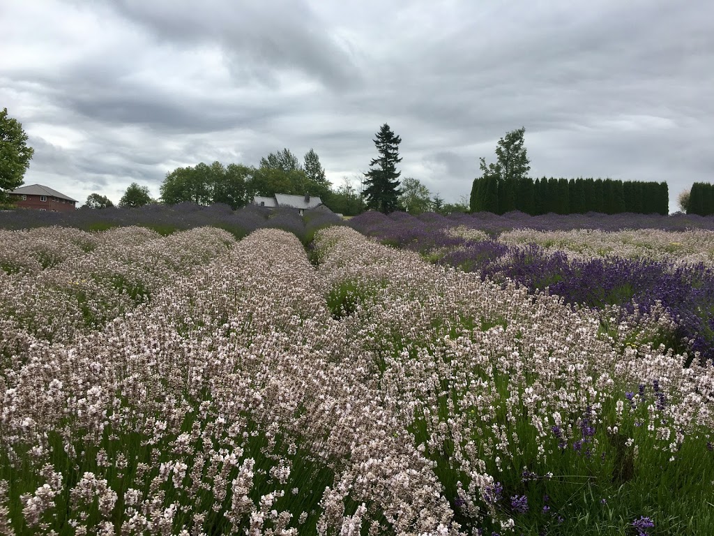 Full Bloom Lavender Farm | 2926 248 St, Langley City, BC V4W 2R2, Canada | Phone: (778) 955-5871