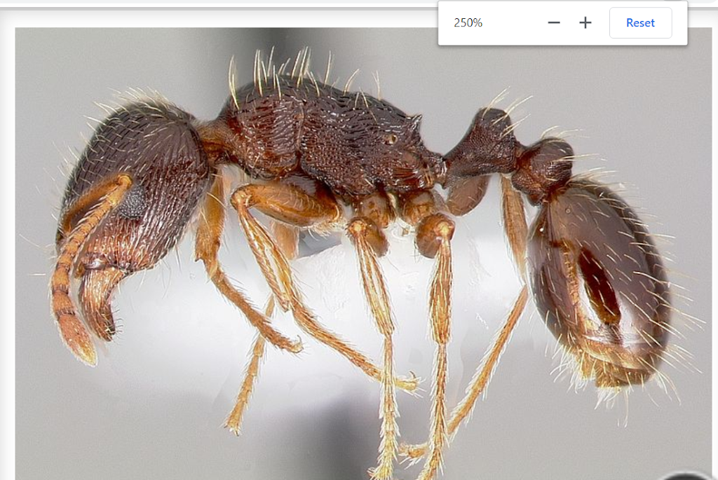 Exopest Pest control | 47, 20821 Fraser Hwy, Langley City, BC V3A 4G7, Canada | Phone: (604) 760-1542