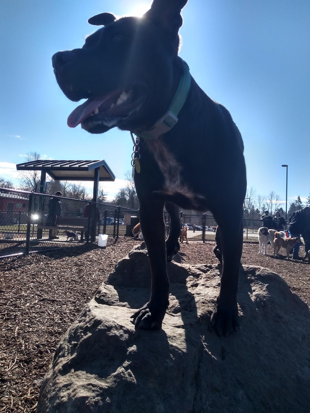 Squalicum Dog Park | 1001 Squalicum Way, Bellingham, WA 98225, USA