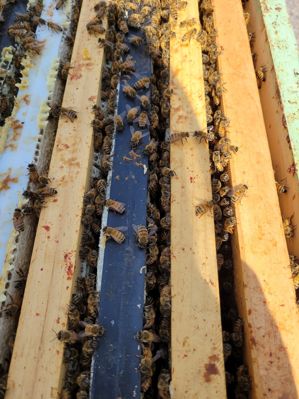 Muskoka Craft Honey | 1146 ON-141 Unit 4, Rosseau, ON P0C 1J0, Canada | Phone: (705) 788-4343