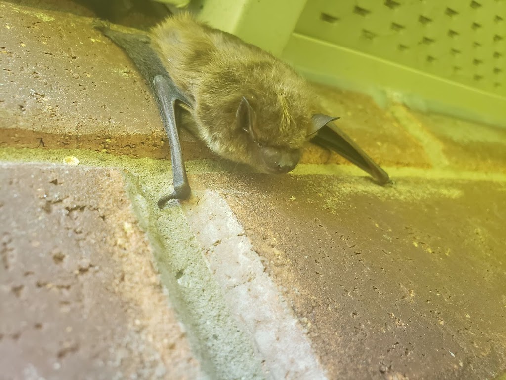 Bolton Pest Kings Wildlife Removal & Pest Control | 15 Shore St, Bolton, ON L7E 4T7, Canada | Phone: (905) 406-0547
