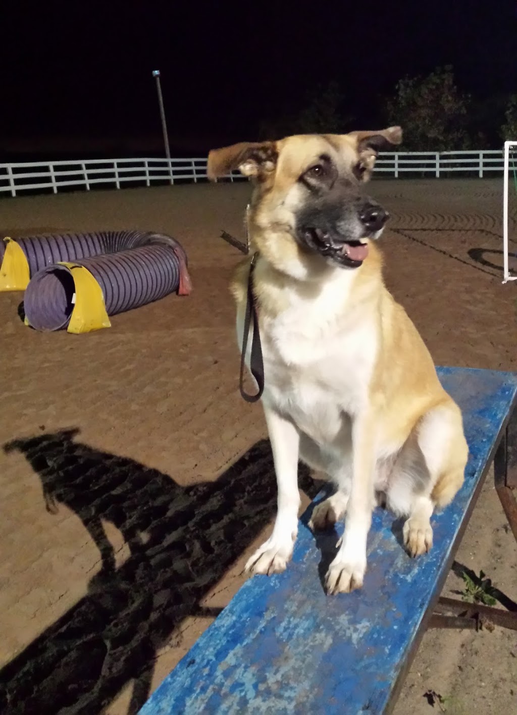 Canine Academy | 10463 Guelph Line, Campbellville, ON L0P 1B0, Canada | Phone: (905) 854-1292