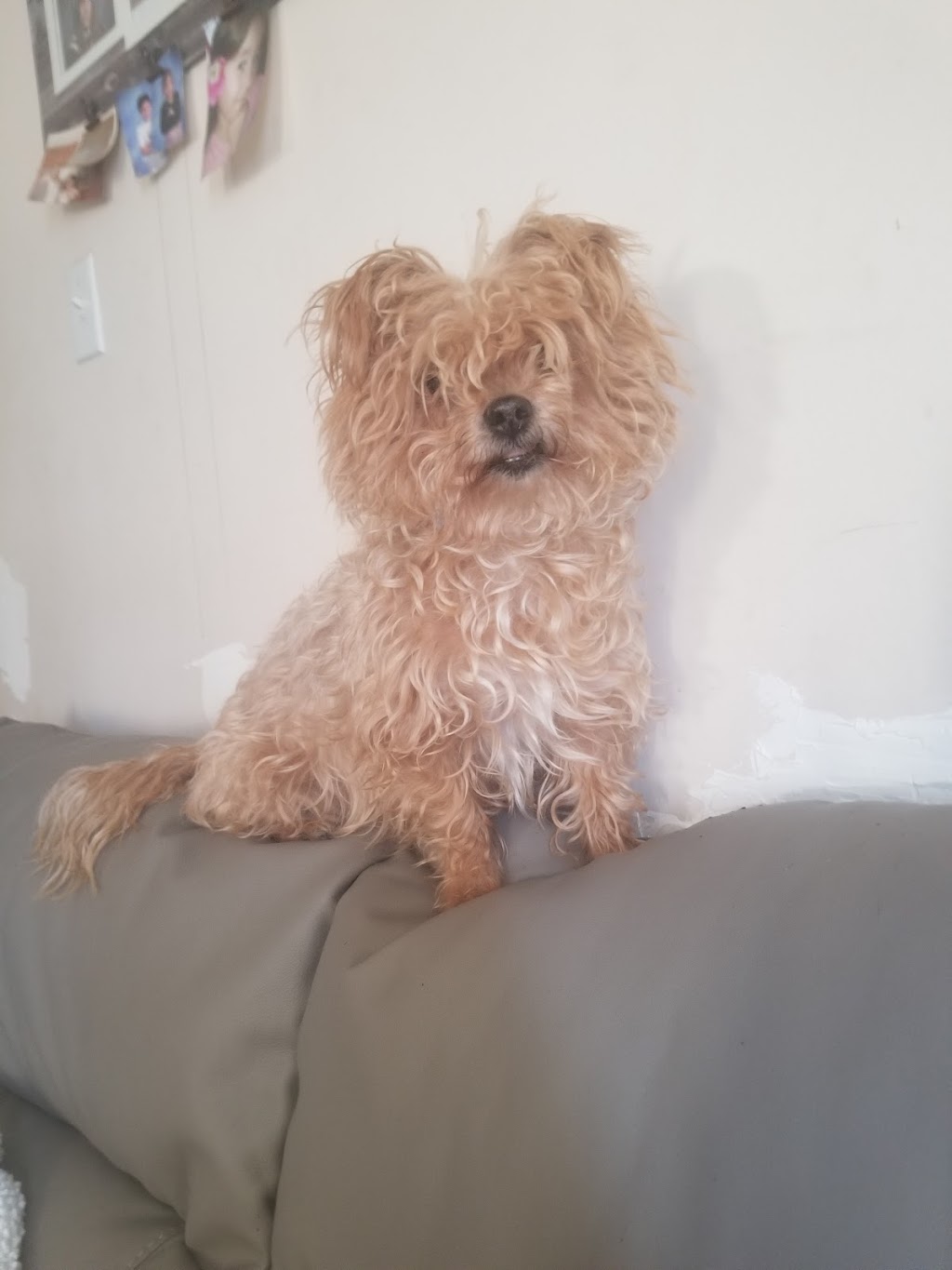 TLC Grooming | 33070 Rd 33E, Mitchell, MB R5G 1P5, Canada | Phone: (204) 371-9009