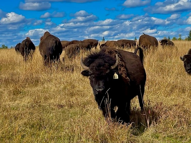 XH Buffalo Ranch | 938 Green Lake S Rd, 70 Mile House, BC V0K 2K2, Canada | Phone: (250) 456-2319