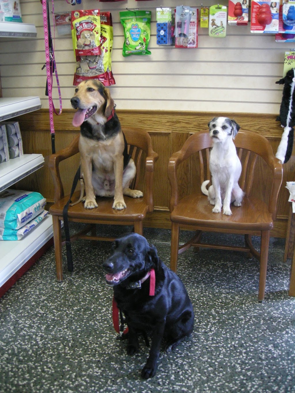 Martin Veterinary Hospital | 5460 Dundas St W, Etobicoke, ON M9B 1B4, Canada | Phone: (416) 239-7709