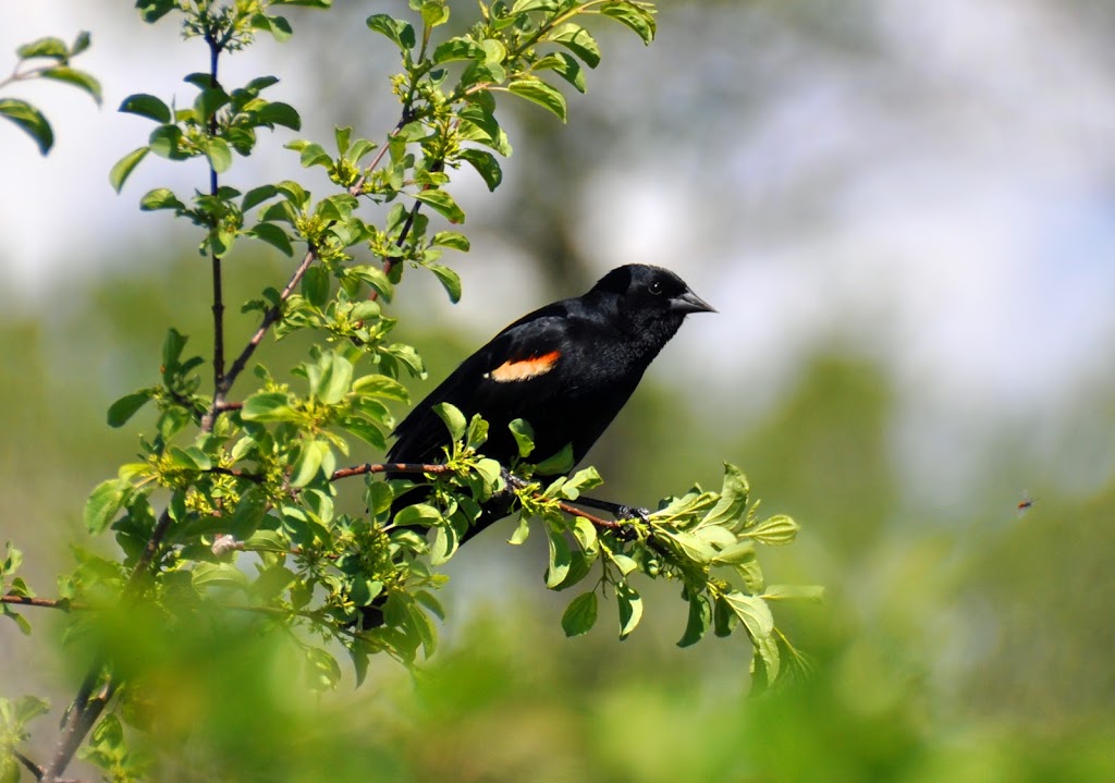 River Valley Wilderness Park | AB-811, Macleod, AB T0L 0Z0, Canada | Phone: (403) 553-4101
