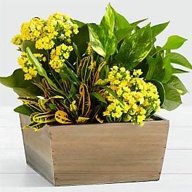 Raw Flowers | 43 Lorilee Crescent, Kitchener, ON N2N 2J2, Canada | Phone: (250) 214-4778