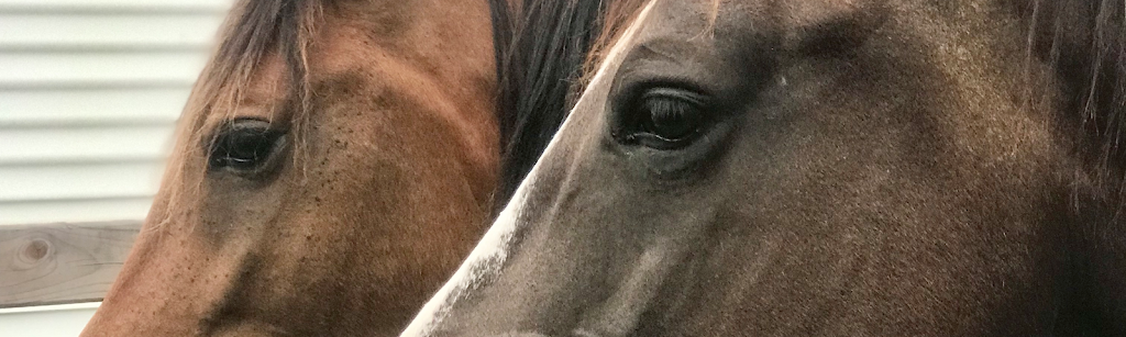 Inner Balance Horsemanship and Riding | 8715 NS-4, Telford, NS B0K 1G0, Canada | Phone: (902) 921-8382