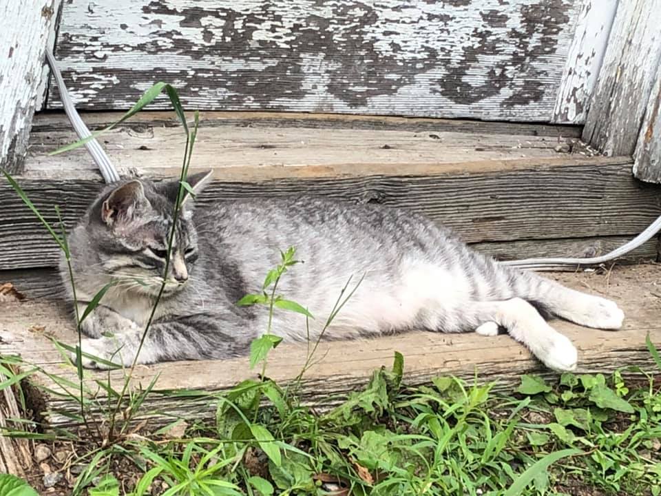 The Cats of Paint Lake | Box 344, 1028 Paint Lake Rd, Dorset, ON P0A 1A0, Canada | Phone: (705) 854-0827