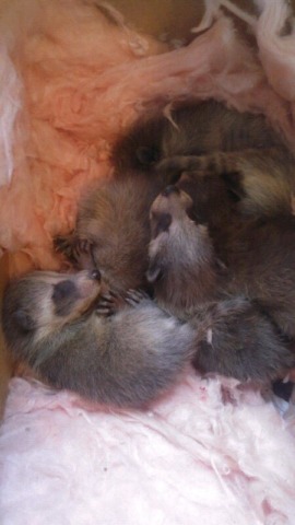 Inline Wildlife Removal | 350 Woodbridge Ave Unit 7, Woodbridge, ON L4L 3K8, Canada | Phone: (905) 766-9010