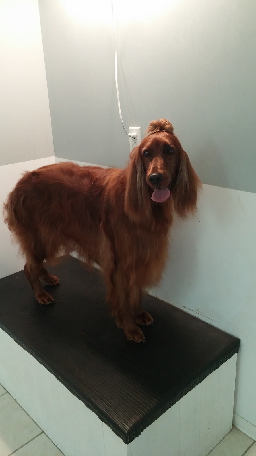 Bark! Boutique | 111 RR 20, Fonthill, ON L0S 1E3, Canada | Phone: (289) 690-2275