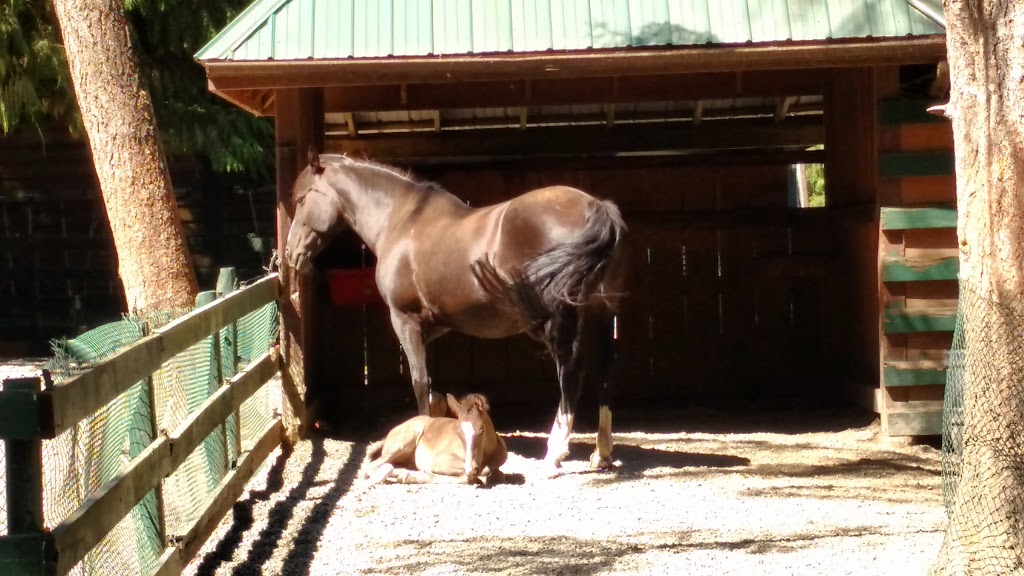 Alpine Stables | 3700 Holland Ave, Cobble Hill, BC V0R 1L3, Canada | Phone: (250) 812-6115