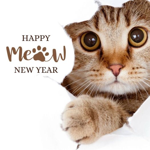 Your Purrfect Kitty Sitter, Lori | 6434 Bilberry Dr, Orléans, ON K1C 4P3, Canada | Phone: (613) 408-4731