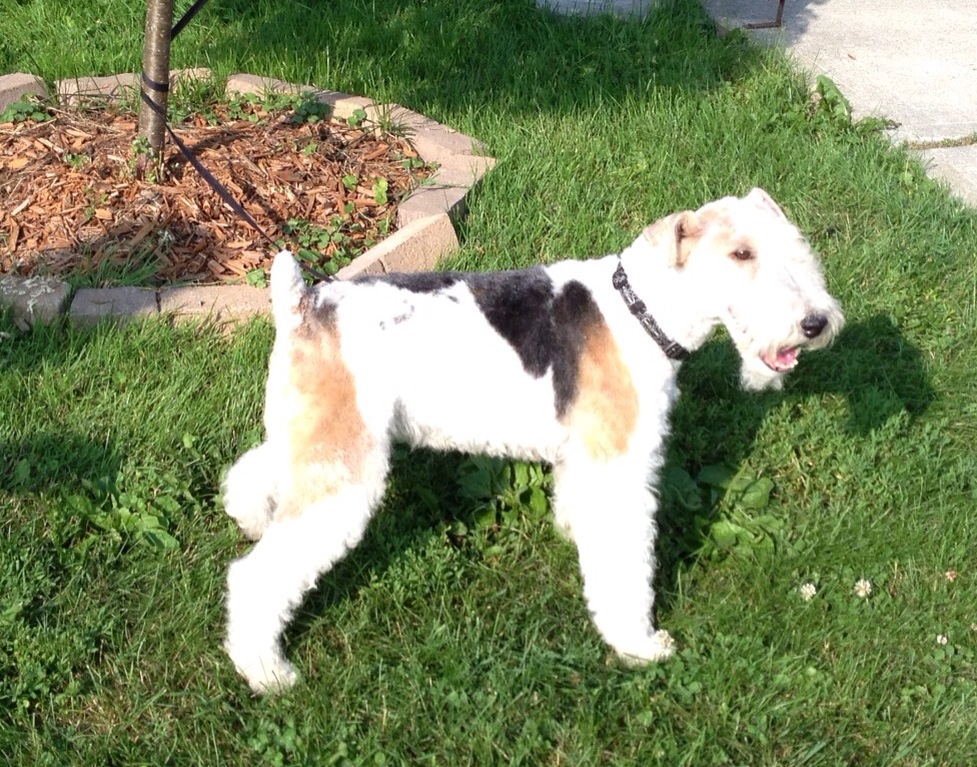 Complice Canin | 16180 Avenue Demers, Saint-Hyacinthe, QC J2T 3V5, Canada | Phone: (450) 288-7772