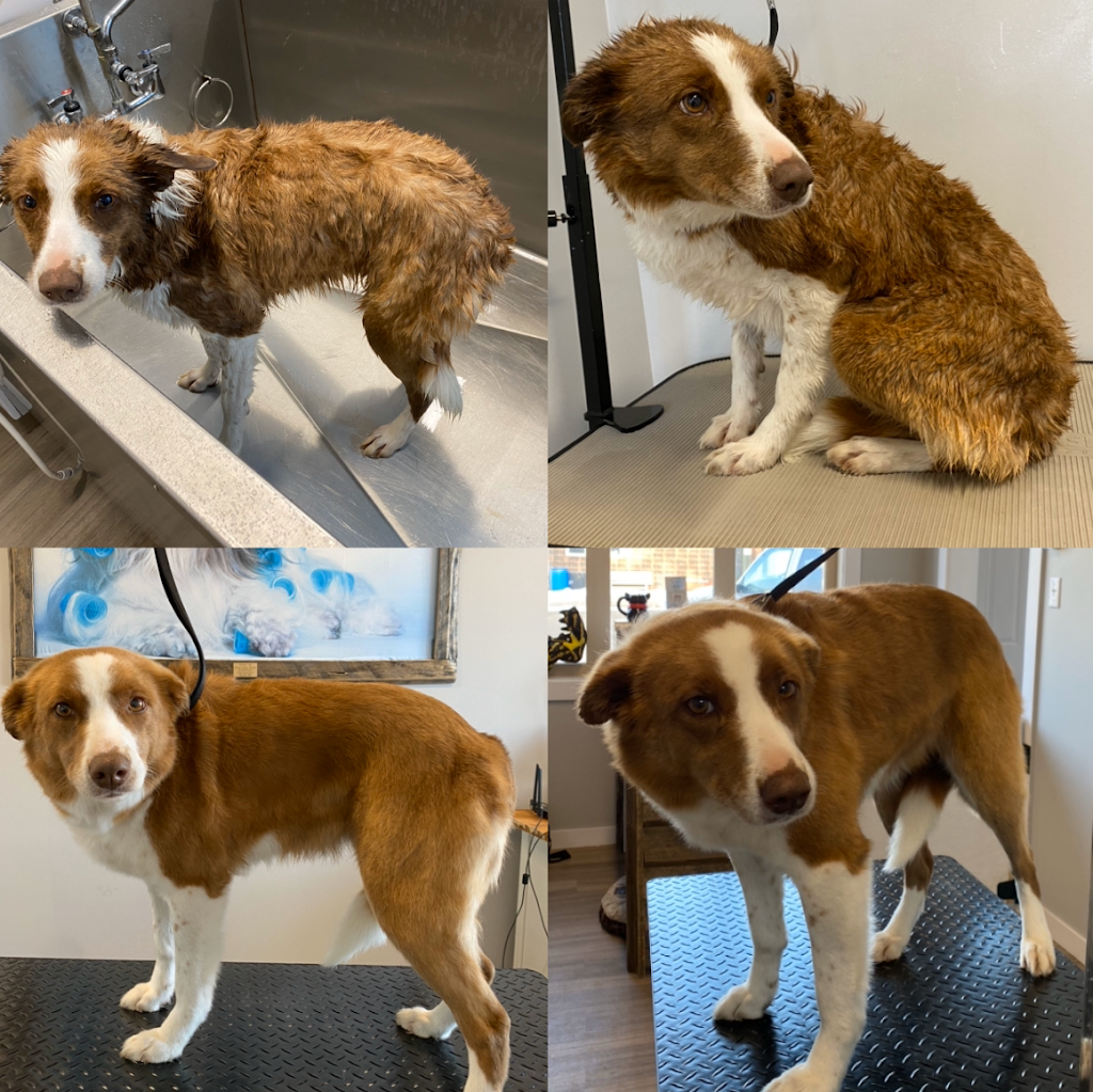Dog Gone Gorgeous Dog Grooming | 4911 50 St, Holden, AB T0B 2C0, Canada | Phone: (780) 690-9769