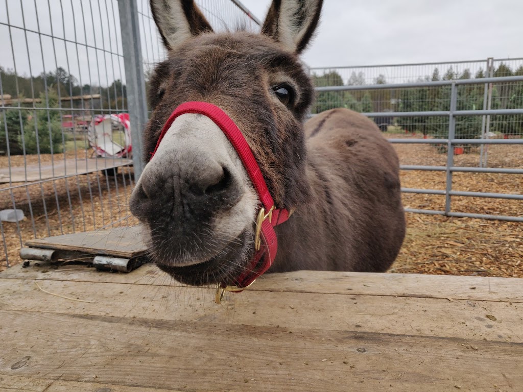 Barretts Christmas Tree Farm | 3141 Williamson Rd, Cobourg, ON K9A 4J7, Canada | Phone: (905) 342-2622