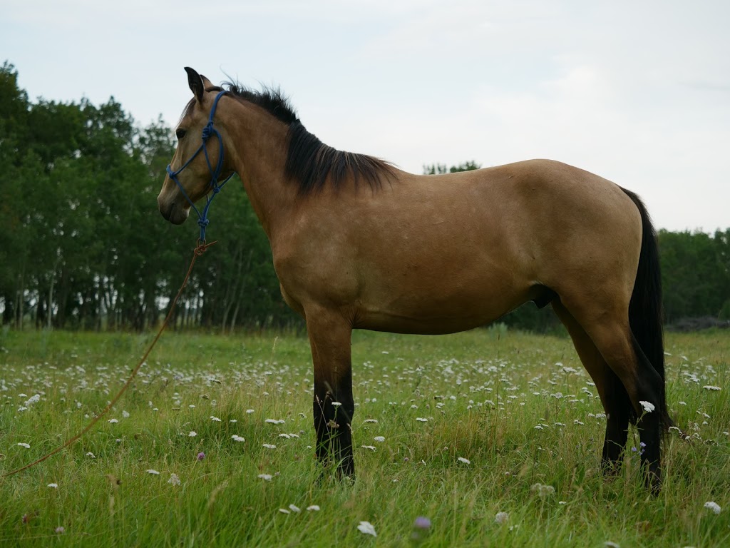 RIDEEASY RANCH | Box 27 Site 7, R.R. #, 1, Ponoka, AB T4J 1R1, Canada | Phone: (403) 597-7991