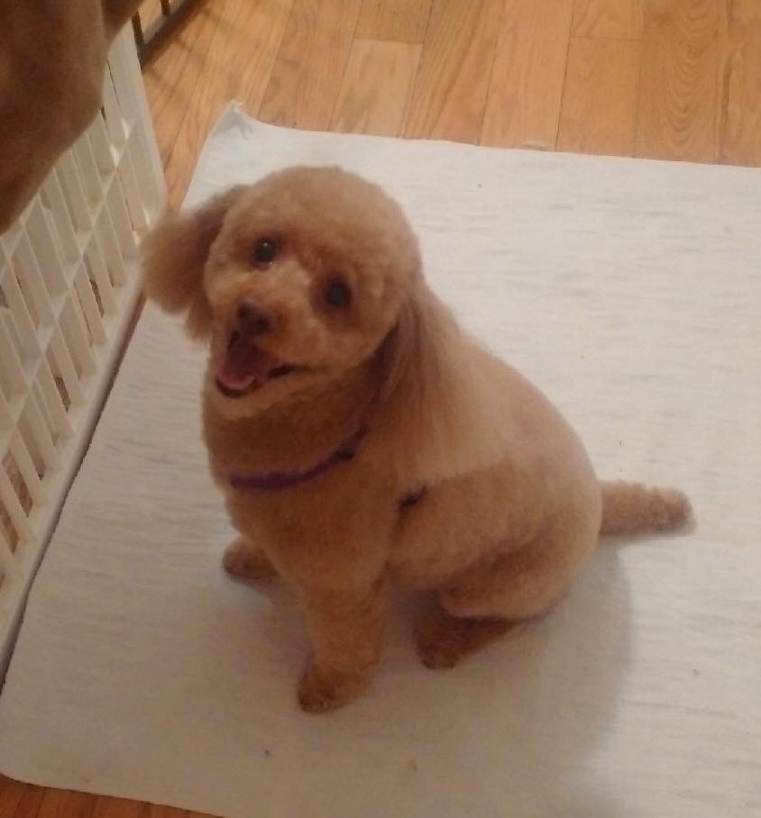 Sassytails Dog Grooming | 98 Ebury Crescent, London, ON N6C 3E2, Canada | Phone: (416) 414-6014