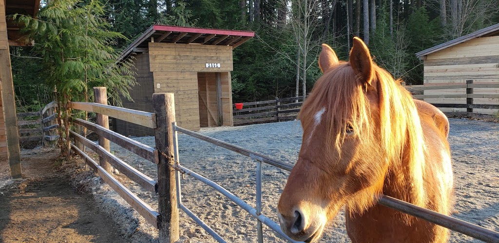 Mission Horse Boarding | 14323 Kontney Rd, Mission, BC V2V 0B8, Canada | Phone: (604) 785-7720