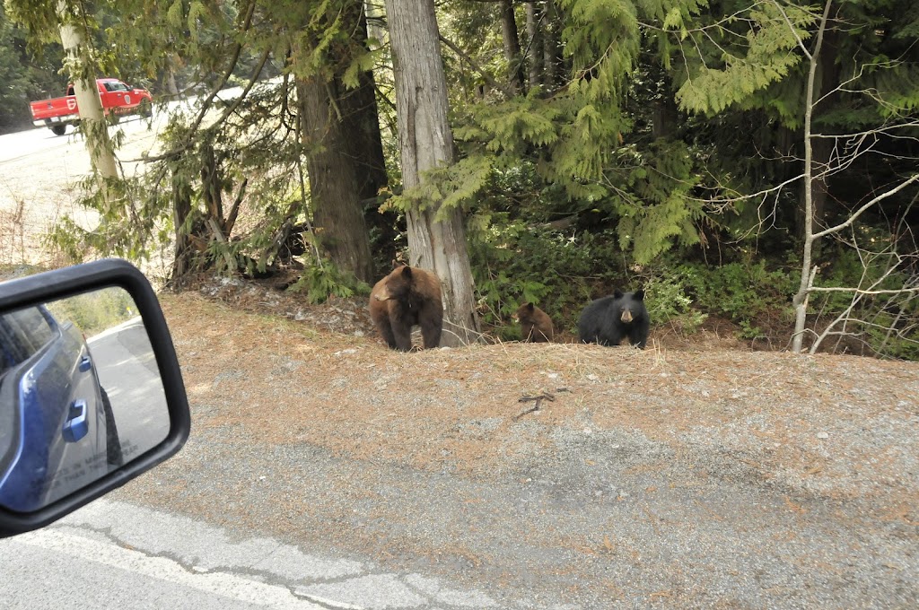 Yogi Bear Tours | point of interest | 2153 Timber Ridge #6, Whistler, BC V8E 0A8, Canada | 6049021948 OR +1 604-902-1948