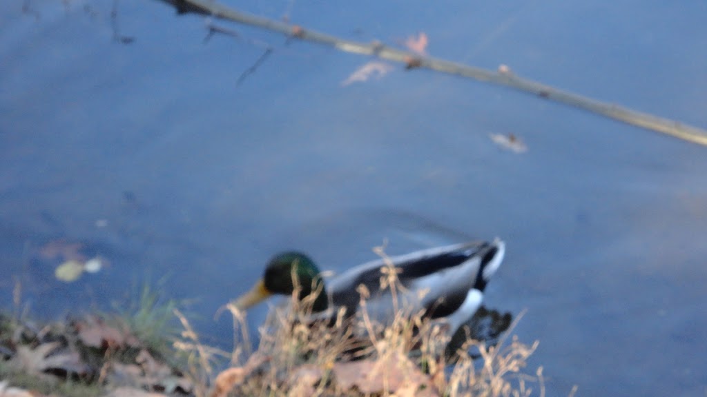 Back to Nature Network | 680 Plains Rd W, Burlington, ON L7T 4H4, Canada | Phone: (905) 527-1158