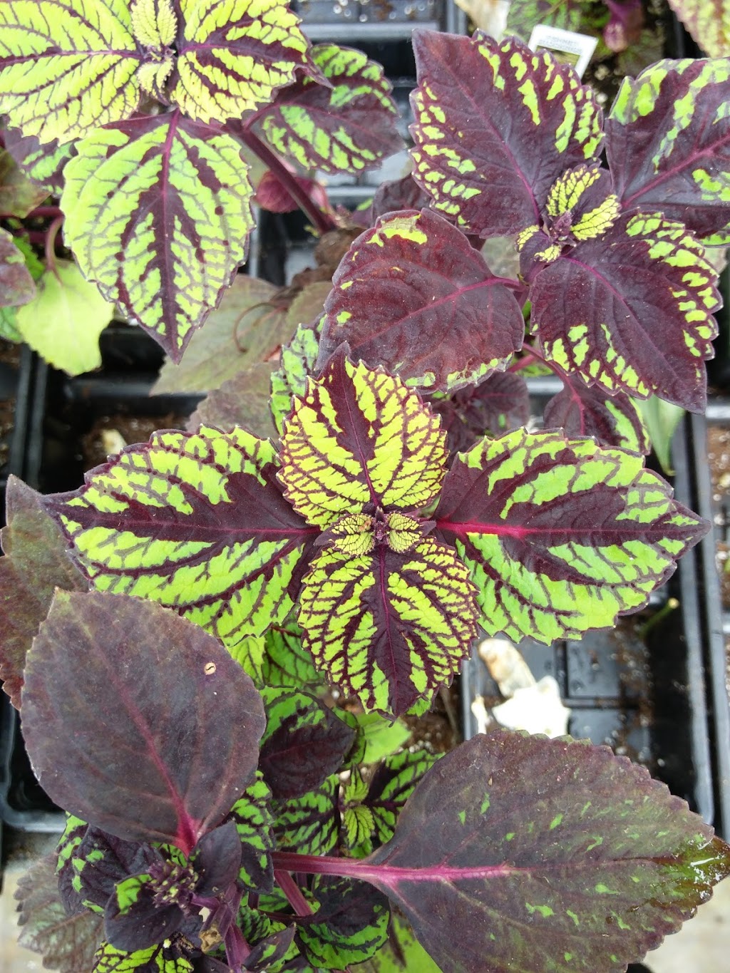 Old Mill Greenhouse | 22112 Gibson Rd, Mount Brydges, ON N0L 1W0, Canada | Phone: (519) 264-1638