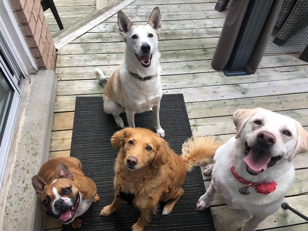 Jessicas Pet Services | 49 Douglas Dr, Barrie, ON L4M 6H6, Canada | Phone: (705) 321-9062