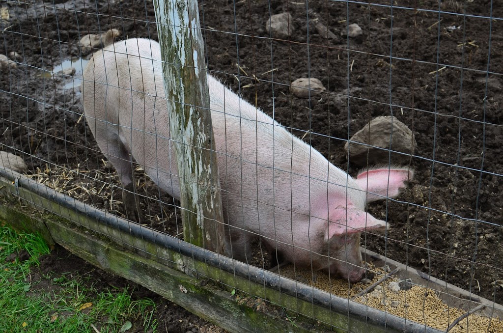 Lintons Farm Market | 571 Raglan Rd E, Oshawa, ON L1H 0N1, Canada | Phone: (905) 655-3949