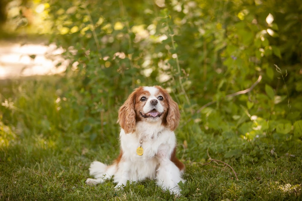 Trenton Pet Hospital | 441 Front St, Trenton, ON K8V 6C1, Canada | Phone: (613) 392-6667