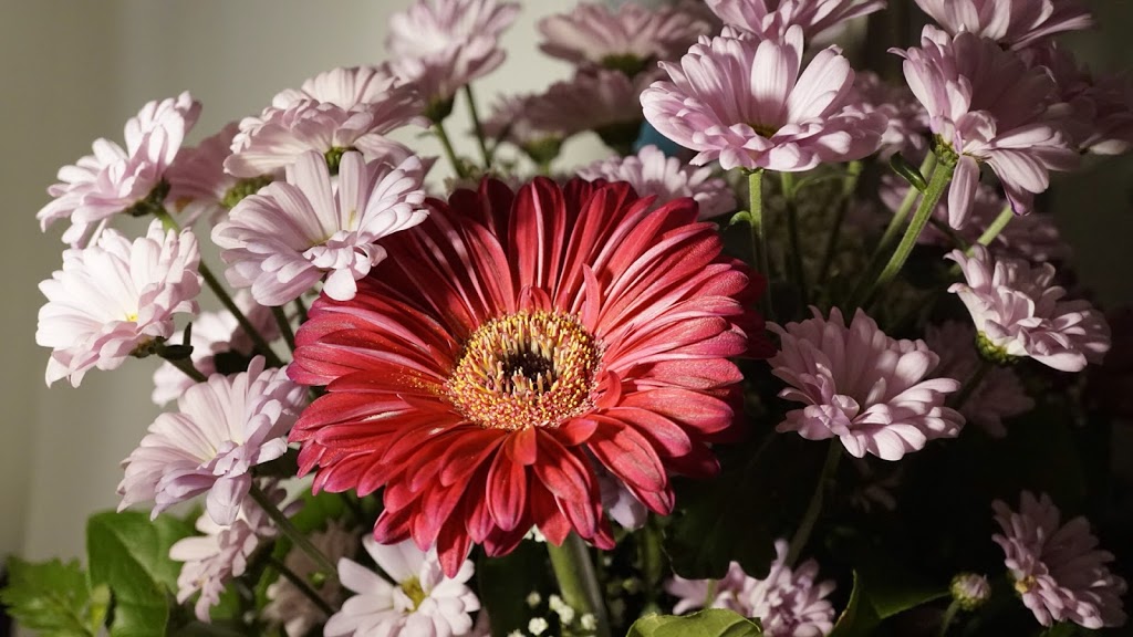 Beauchesne Fleuriste | 100 Bd Jutras E, Victoriaville, QC G6P 4L5, Canada | Phone: (819) 752-9716