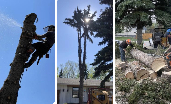 Tundra Tree Care | 1055 72 Ave NW, Calgary, AB T2K 5S4, Canada | Phone: (587) 888-6656