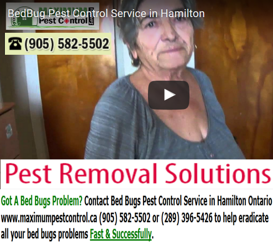 Maximum Pest Control Services | 1860 Appleby Line Suite 430, Burlington, ON L7L 7H7, Canada | Phone: (905) 582-5502