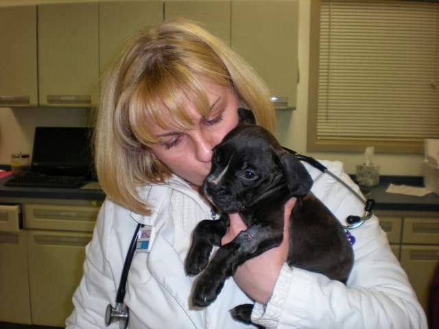 Orchard Park Veterinary Medical Center | 3930 N Buffalo St, Orchard Park, NY 14127, USA | Phone: (716) 662-6660