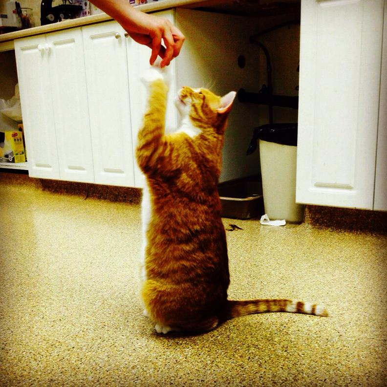 Sears Animal Hospital & Pet Rehabilitation | 87 Wharncliffe Rd S, London, ON N6J 2K2, Canada | Phone: (519) 661-0496