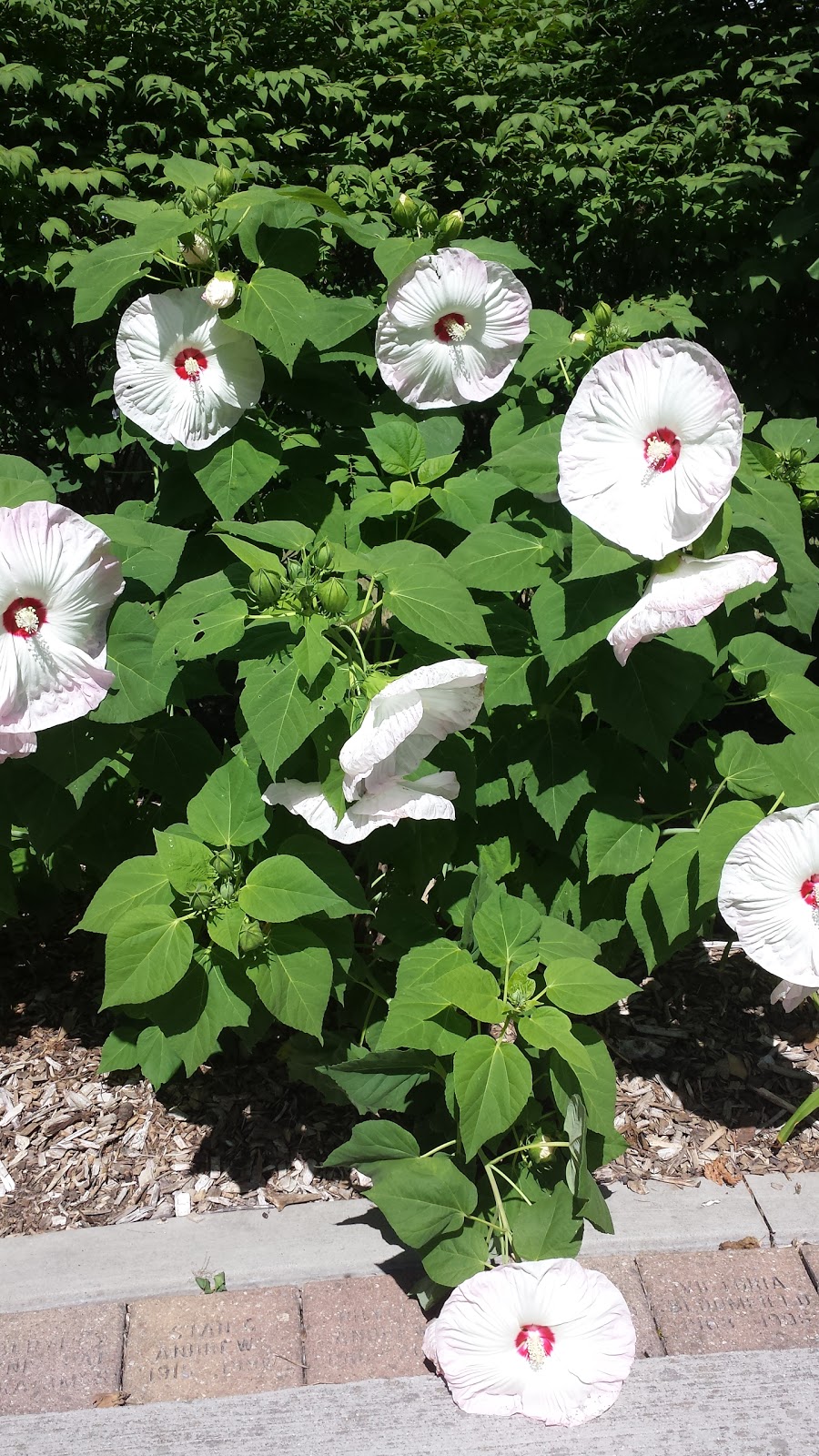 Enabling Garden, Riverside Park | 681 Woolwich St, Guelph, ON N1H 3Y8, Canada
