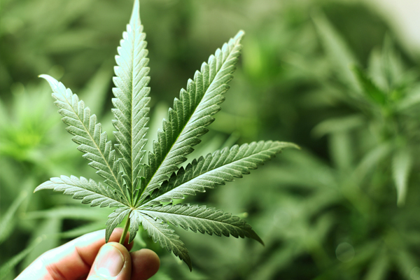 Phytomedical | 26 Meteor Dr, Etobicoke, ON M9W 1A4, Canada | Phone: (647) 907-5110