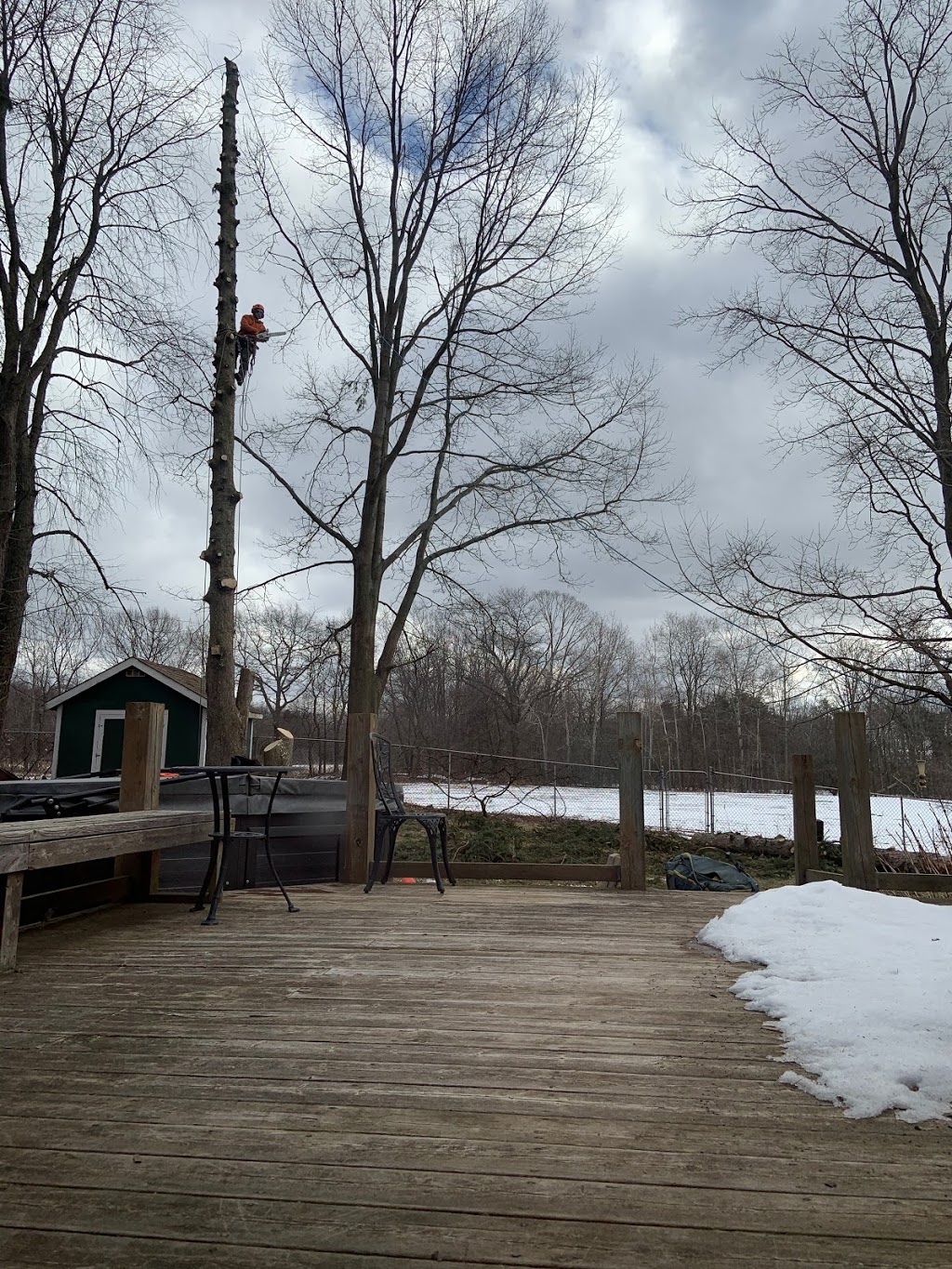 Safe Tree Ltd. | 2795 Moyer St, Fenwick, ON L0S 1C0, Canada | Phone: (289) 650-1775
