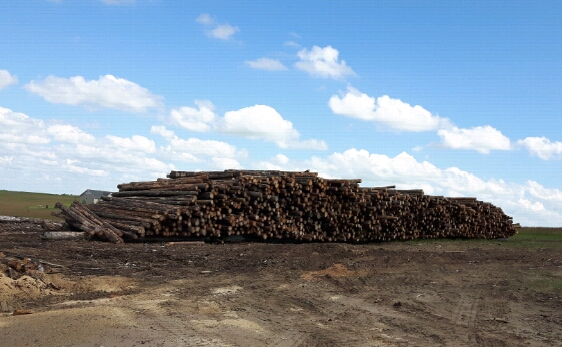 Woodchuckers Firewood | Kneehill County, AB T0M 2C0, Canada | Phone: (403) 318-5314