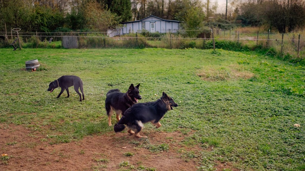 Happy Haven Kennels | 19682 Richardson Rd, Pitt Meadows, BC V3Y 1Z1, Canada | Phone: (604) 465-5790