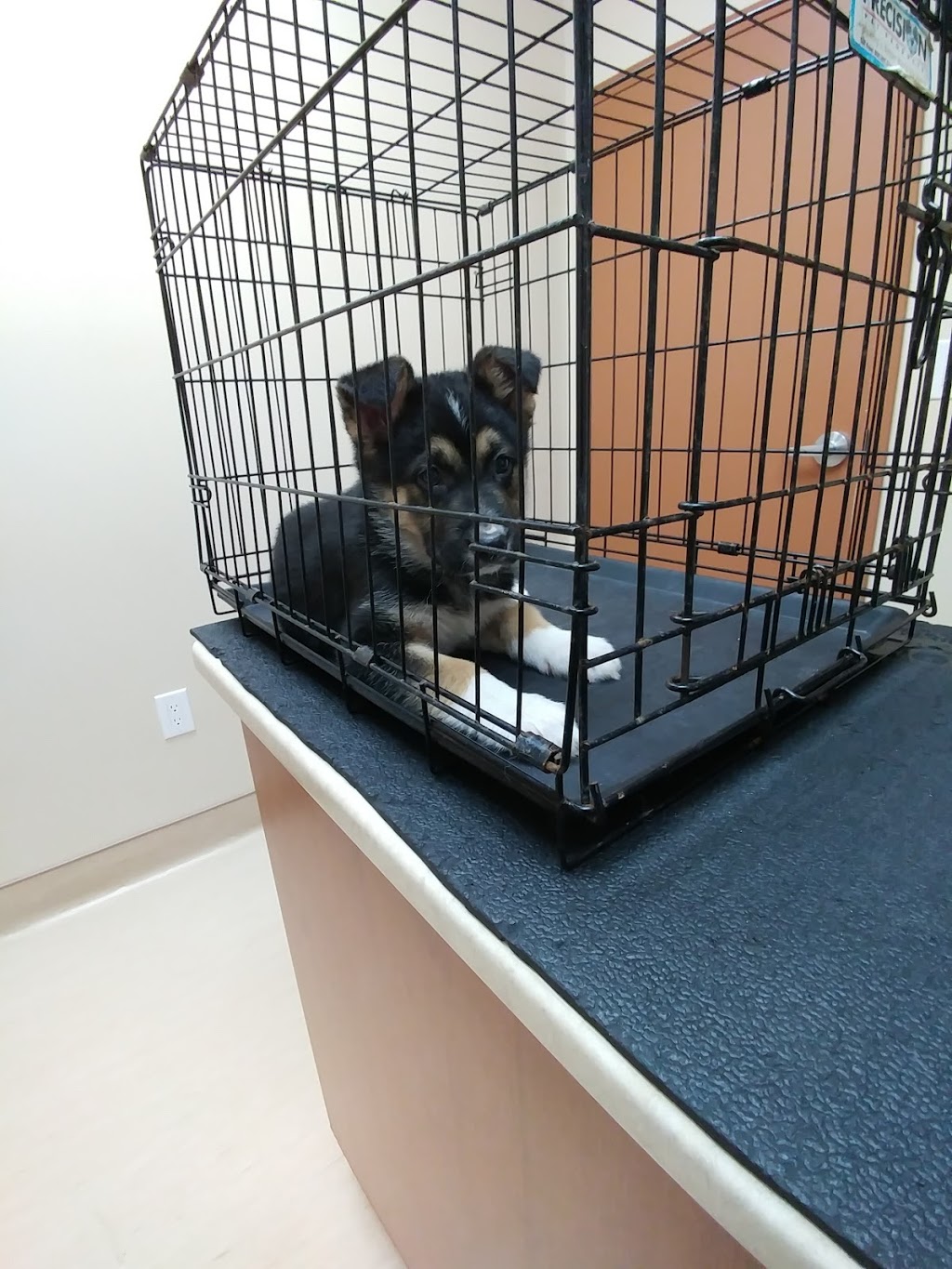 Plessis Veterinary Hospital | 1783 Plessis Rd, Winnipeg, MB R3W 1N3, Canada | Phone: (204) 691-8838