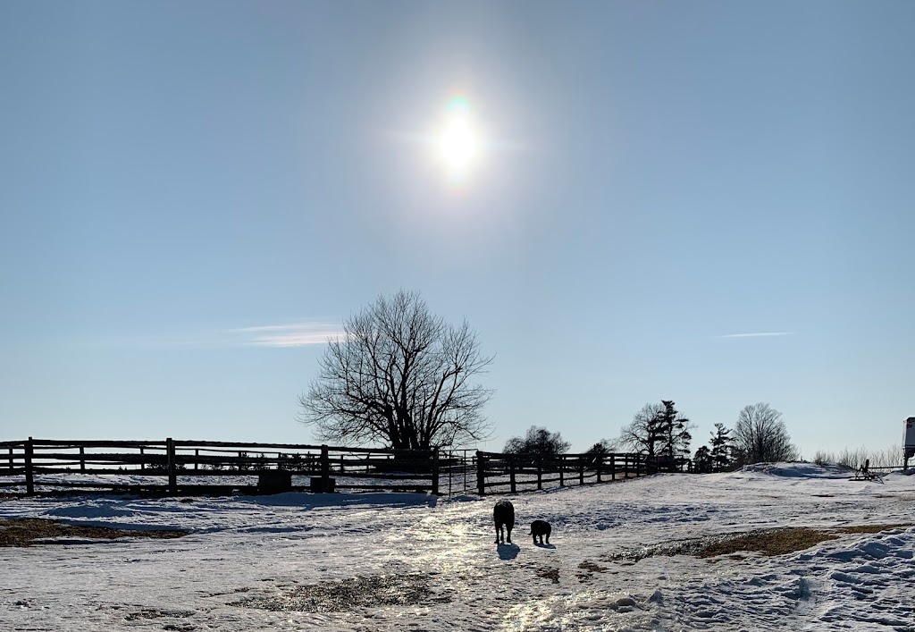 QUASAR EQUESTRIAN LTD. | 890 Davis Dr W, Newmarket, ON L3Y 4V9, Canada | Phone: (905) 252-6177