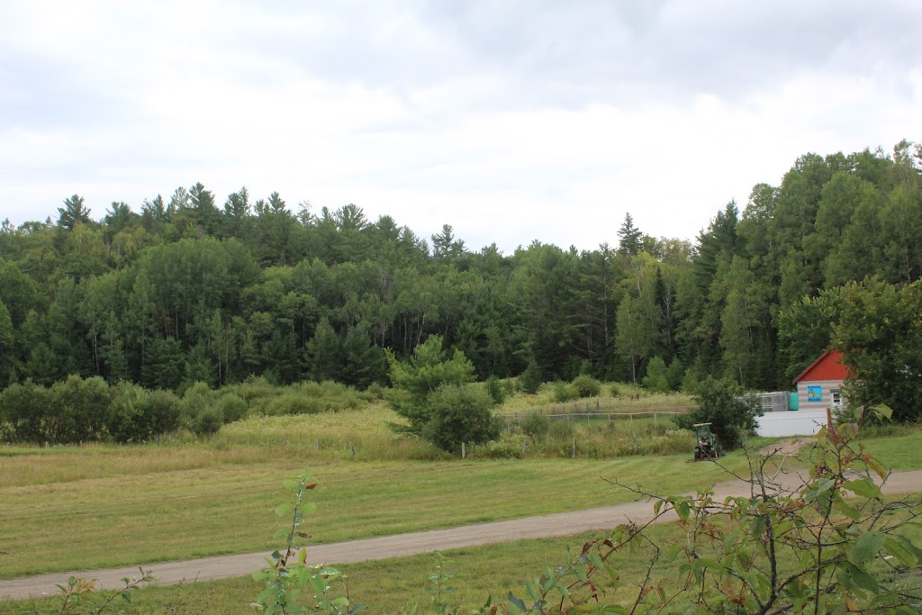 Chenil Sans Souci | 370 Chemin Clark, Wakefield, QC J0X 3G0, Canada | Phone: (819) 459-1711