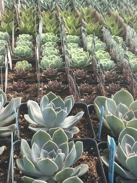 Keon Garden Centre | 1645 Stadacona St W, Moose Jaw, SK S6H 3M5, Canada | Phone: (306) 693-6771