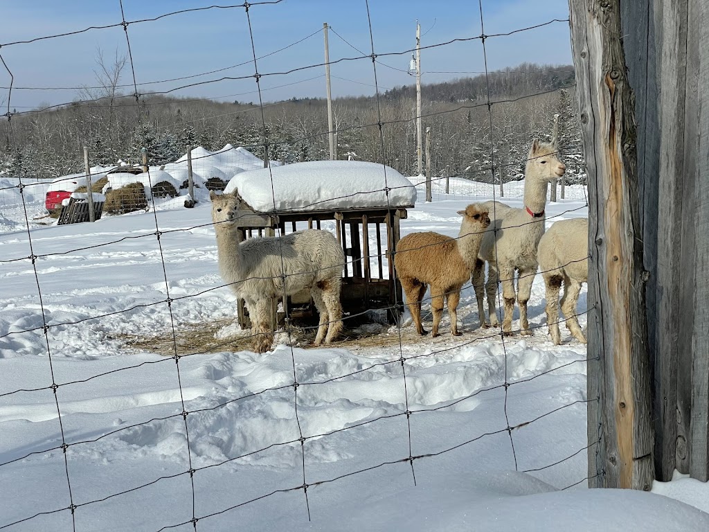 Les alpagas aux drôles de toupets | 684 Chem. Martindale, Low, QC J0X 2C0, Canada | Phone: (819) 790-3618