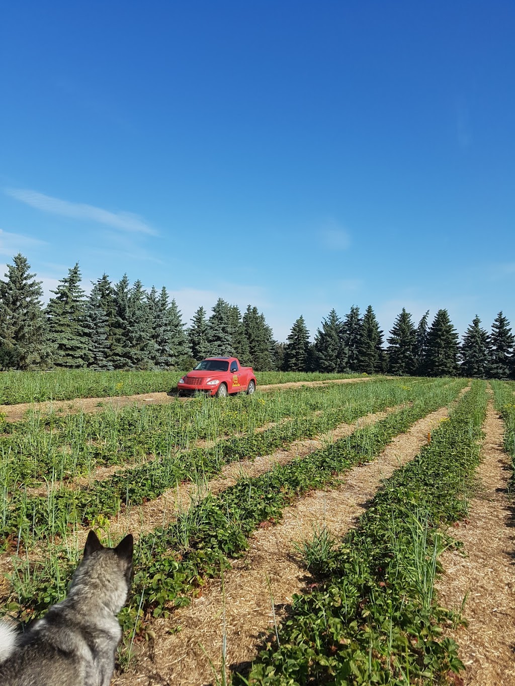 Springside Farms | Laird No. 404, SK S0K 0W0, Canada | Phone: (306) 945-0505