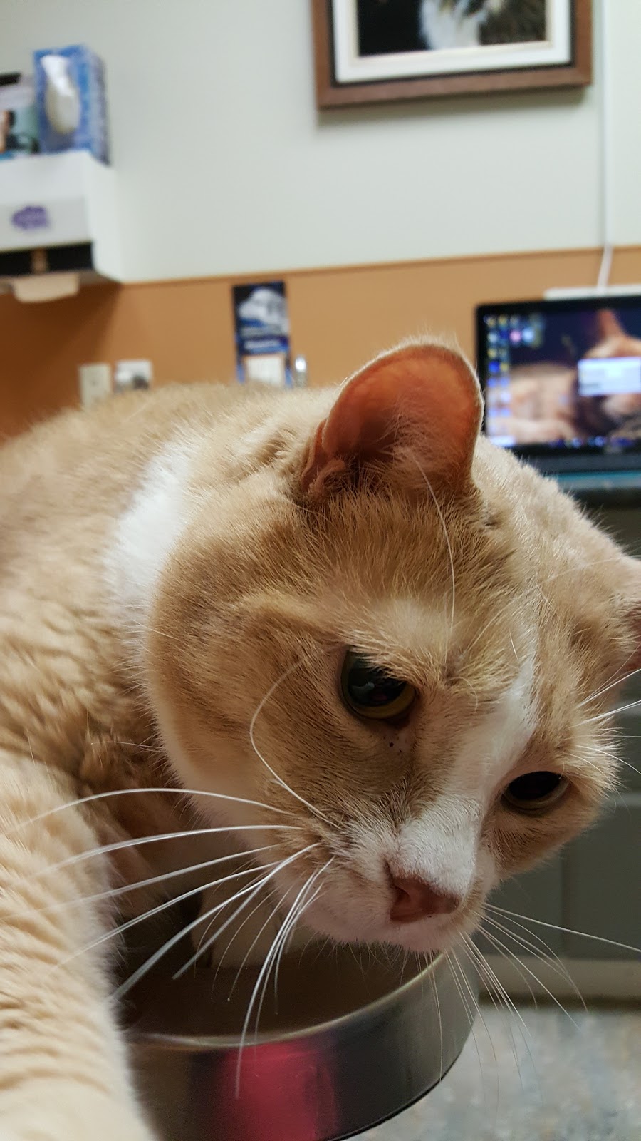 Big Bay Animal Hospital | 350 Big Bay Point Rd, Barrie, ON L4N 8A8, Canada | Phone: (705) 735-1414