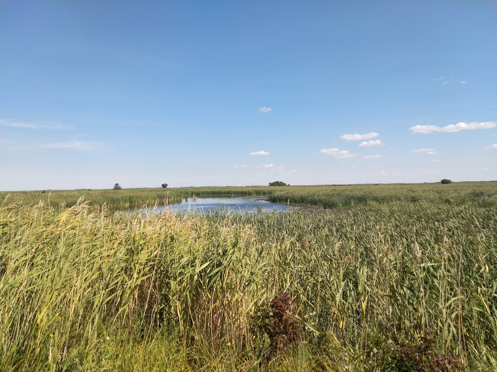 Oak Hammock Marsh Interpretive Centre | 1 Snow Goose Bay, Stonewall, MB R0C 2Z0, Canada | Phone: (204) 467-3300