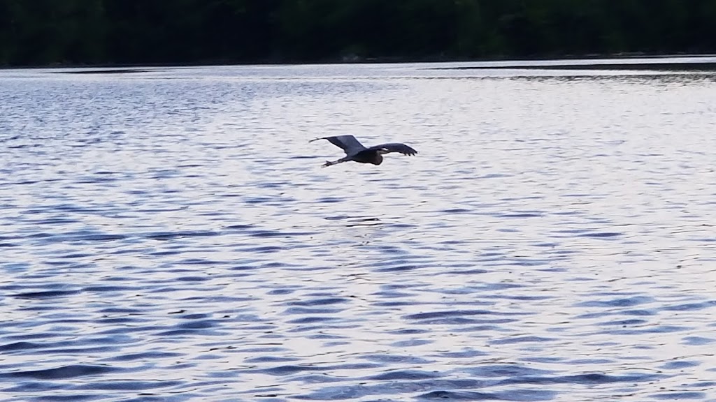 Tarmigan Camping | 907 CH Du Lac Poisson Blanc, Notre-Dame-du-Laus, QC J0W, Canada | Phone: (819) 767-2559