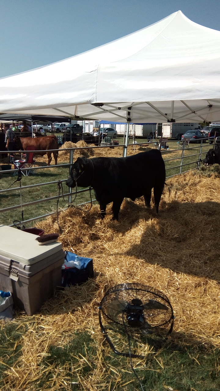 Glencoe Arena | 138 Mill St, Glencoe, ON N0L 1M0, Canada | Phone: (519) 287-2839